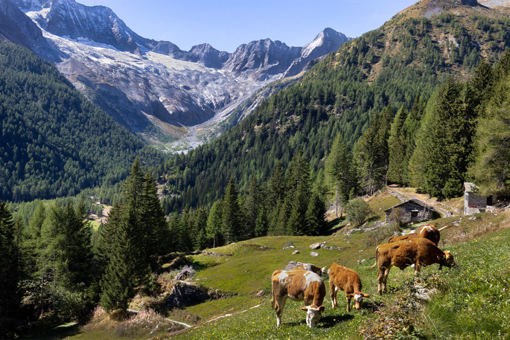 ferme alpes